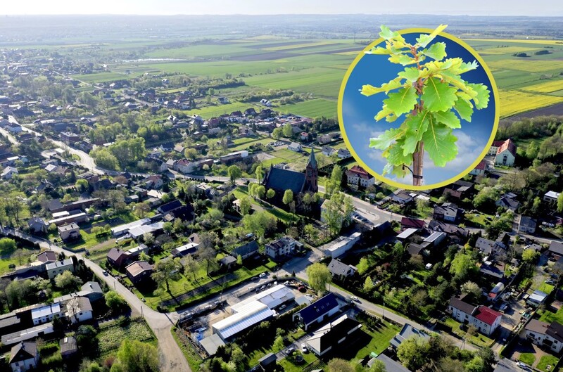 80 dębów w 80 rocznicę Tragedii Górnośląskiej – jeden z nich w Gliwicach