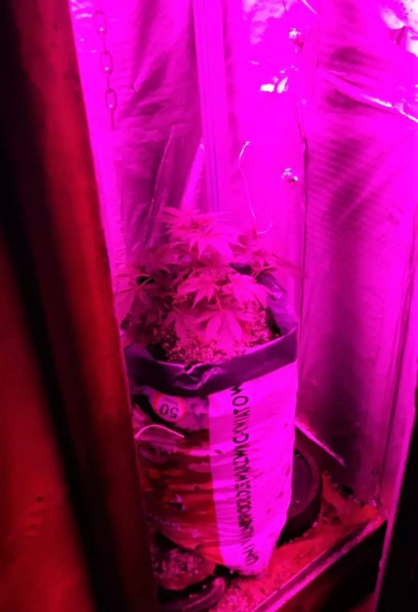 Ponad 5 kilogramów amfetaminy i plantacja marihuany w mieszkaniu pseudokibica