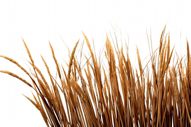 Trzcinnik ostrokwiatowy – dekoracyjna trawa